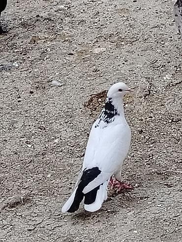 Salam boynugullu erkey tutulma enni quyruqdu qiymet 15manat unvan