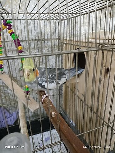 1 eded erkek karella.saglam quwdur isteyen olsa elaqe