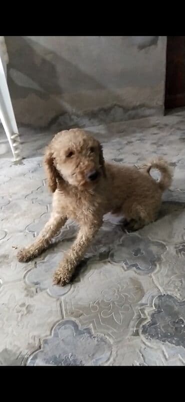 cane corso цена: Пудель, 3 годa, Самец, С прививками, Самовывоз — 4