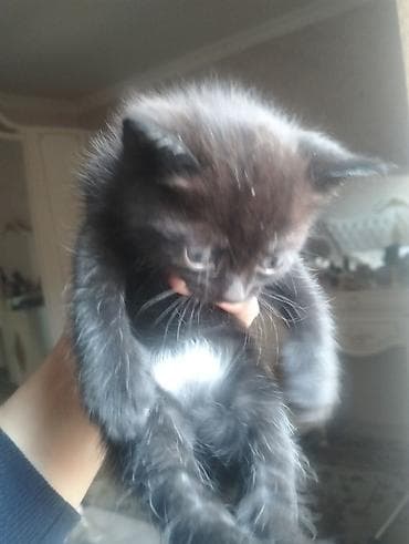 pisik novleri: Yaxşı əllərə — 3