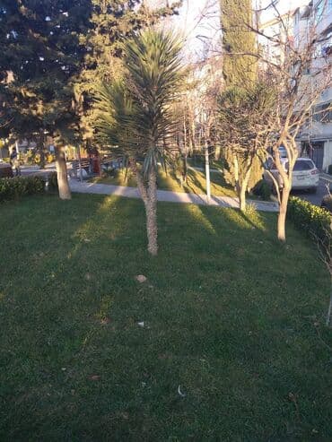 найти квартиру в аренду: Mənzil kirayə verilir. 5.2 mər, 2 otaq, 60 kv. Koperasiya — 13