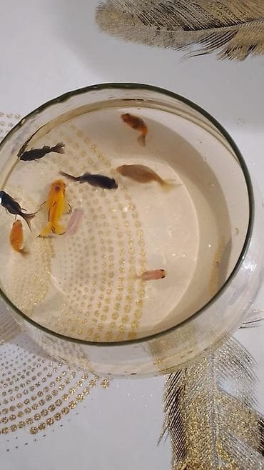 akvarium baliqlari haqqinda melumat: Oranda, Sülhsevər — 1