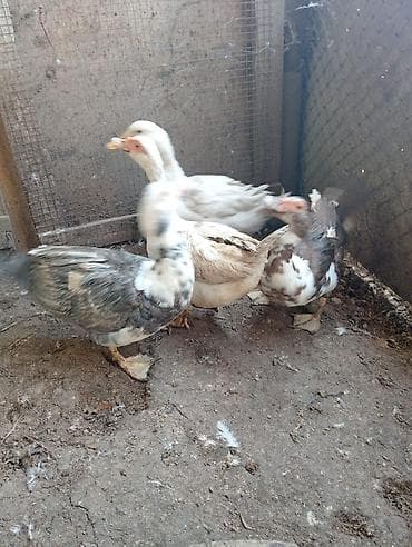 qus nömreleri: 3 eded 1 illik dişi ördekler satılır. bir ededi krasnadan bir ededi — 3