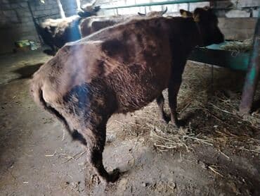 lal ordək yumurtası: Dana, buzov, Dişi, Holsteyn, ay: 1, 560 kq, Ətlik — 9