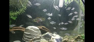 akvarium baliq: Tetra balığı, Sülhsevər — 2