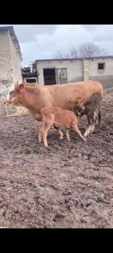 balali inək: 1 ci balasidi 10 südü var bala disidi 3800 azn — 7