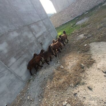 quzu şəkilləri: Salam aleyküm 7 dene emlik quzum cxdı satqa isdiyen buyursun elaqe — 2