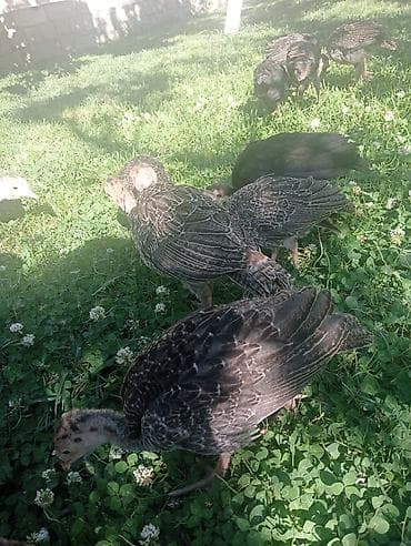 inkubator cucesi: Hinduşka cücələri, Damazlıq — 8