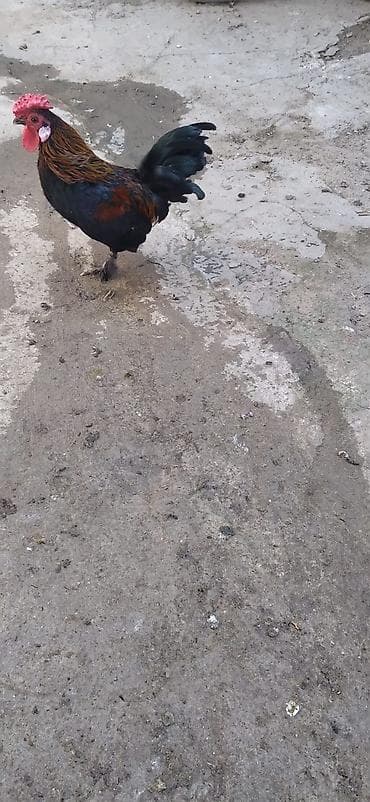 at satanlar: Yaponka Xoruz — 3