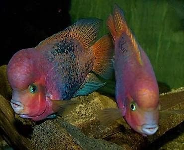 Balıqlar: Cixlid balığı, Yırtıcı, Ünvandan götürmə — 2