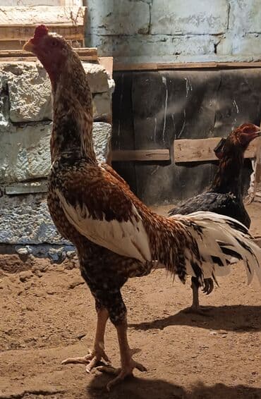 kend toyuqları: Aseel (asil) cinsli toyuq və yumurta - Təsvir: Uzunboyun, əzələli — 3