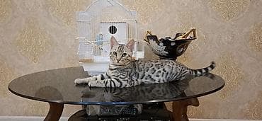 pişik almaq: Benqal, Erkək, Yaxşı əllərə — 1