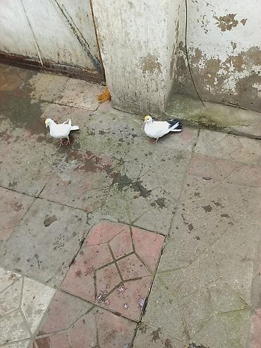 Ağ-qara rəngli iki ev göyərçini dəsti - Növ: ev göyərçini (ağ