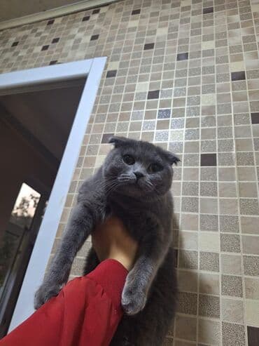 ev heyvanlarının satışı: Satılır. ev şərait saxlanib — 1