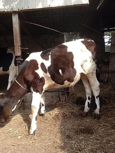 heyvan per page 40: 5. aylıq erkek dana satılır unvan bine savxoz razılaşma yolu ilə — 5