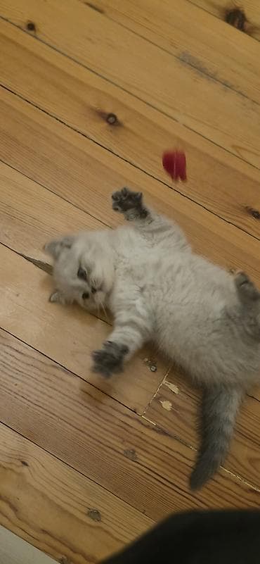 meykun pisik: Şotland yastı qulaq, Dişi, Yaxşı əllərə, Pulsuz çatdırılma — 3