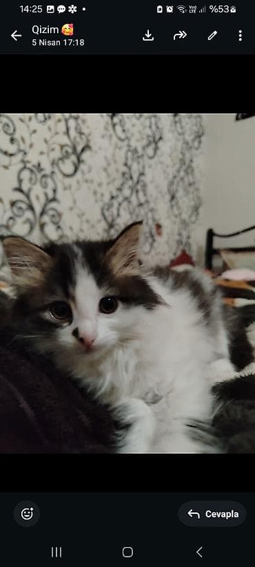 pişik siam: Yaxşı əllərə — 2