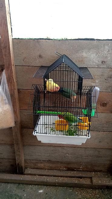 quş qefesleri: Qəfəslər 15-40 azn quslar 35-45-50 aznMüxtəlif ölçü və formalarda quş — 1
