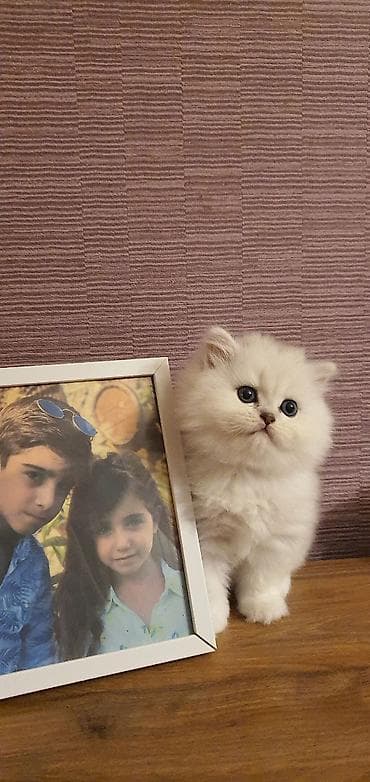 Pişiklər: Fars, Dişi, Yaxşı əllərə — 3