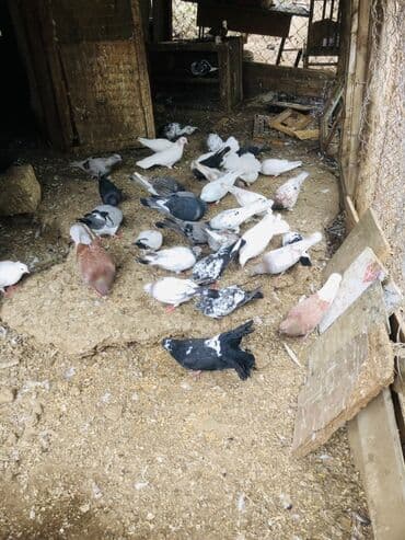 geref quşu: Müxtəlif rənglərə və naxışlara malik ev göyərçinləri mövcuddur. Onlar — 10