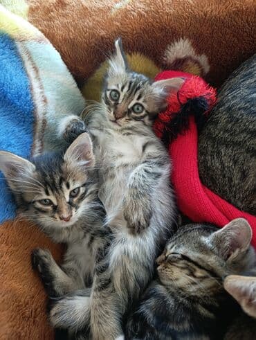 кот в добрые руки: В добрые руки — 9