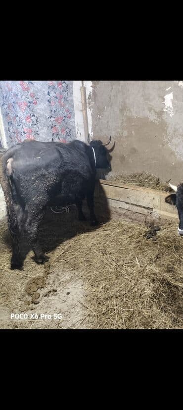 toyuq su qabı: Qara rəngli inək satılır. Xüsusiyyətlər: - Sağım üçün saxlanılan — 2