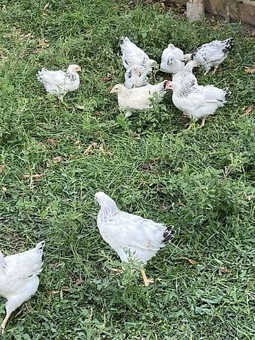 ördək cücəsi: Toyuq cücələri, Ətlik, Ünvandan götürmə — 1
