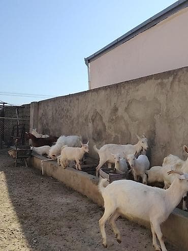 İtlər: Ağ rəngli keçilər və bala keçilər (oğlaqlar) - Cins: yerli süd — 5