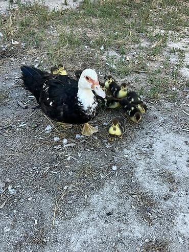 K/t heyvanları və malları: Satılır: ördək balaları ilə birlikdə Balaları 5 günlükdür. 13 ədəd — 4