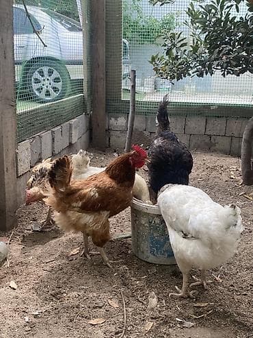 bala afcarka: Toyuq, Yumurtalıq, Ünvandan götürmə — 7