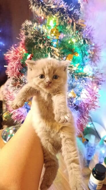 satiliq inekler: Şotland, Erkək, Dişi, Yaxşı əllərə, Ünvandan götürmə, Pulsuz çatdırılma, Ödənişli çatdırılma — 2