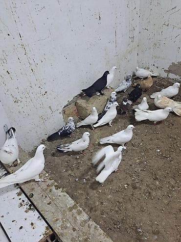 Pişiklər: Ev göyərçinləri – ağ və ağ-boz naxışlı - Növ: ev/ucan göyərçinlər - — 8