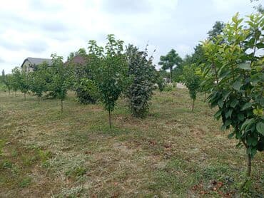9 sot, Tikinti, Kupça (Çıxarış)
