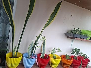 Комнатные растения: Otaq bitkiləri kolleksiyası – dekorativ saksılarda Məhsul təsviri: - — 3