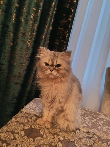 pişiy cinsləri: Britan — 4