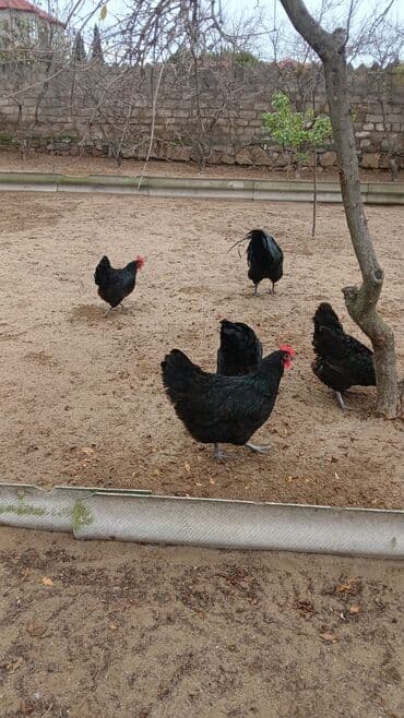 Toyuqlar: Toyuq, Australorp, Yumurtalıq, Ünvandan götürmə — 2