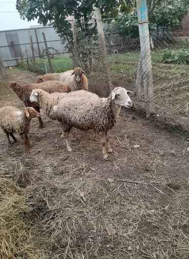 qoyun qoc: Qoyun sürüsü satılır - Şəkillərdə olan xırdabuynuzlu heyvanlar — 1