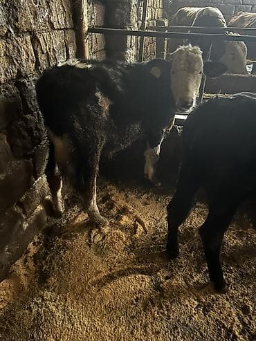 dana adları: 1 erkey 1 dişi qiymet iksine aiddi — 4