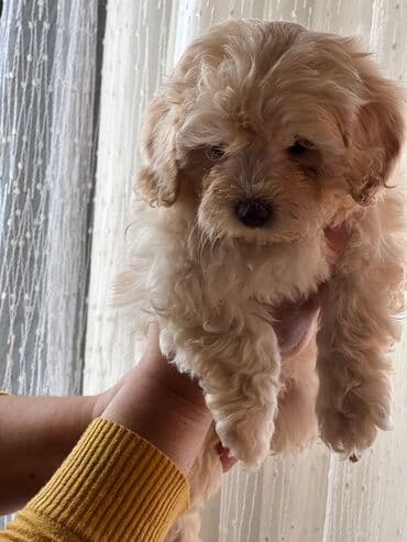 pomeranian spitz satilir: Malta bolonka, 1 ay — 3