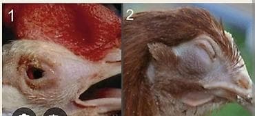 it yemeyi: İT uçun yeməklər toyuğ başı və ayağı.kilosu 0.30qəpik.Ancaq zəng — 2