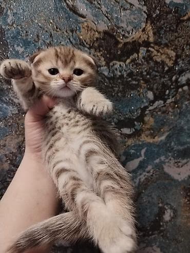 Шотландская