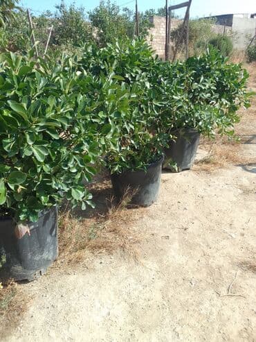 helba bitkisi faydaları: Həmişə yaşıl — 21