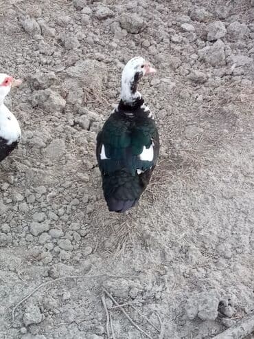 ördək balası satışı: Musk ördəkləri – rəngli (qara-ağ) lələklər, iri bədən quruluşu, sakit — 6