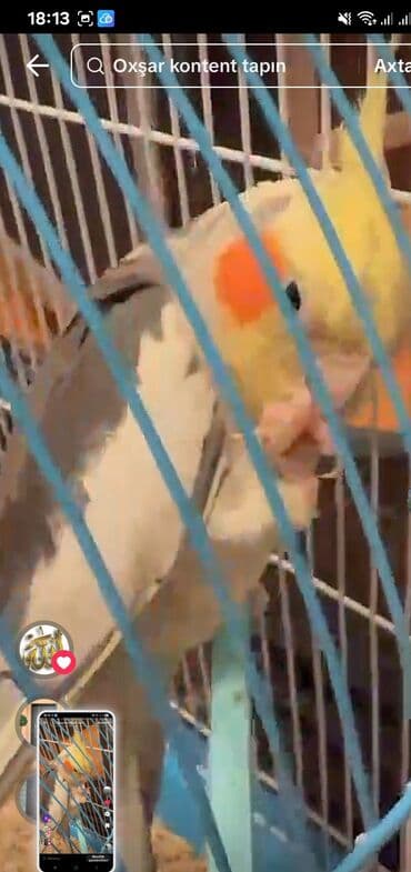 qaşqaldaq quşu: Məhsul: KORELLA tutuquşusu (Cockatiel) Təsvir: - Ağ-boz bədən rəngi — 7