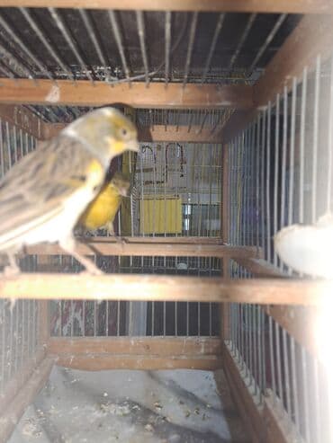 qartal şəkli çəkmək: Hazir cut bulbuller erkey 1yas maya 10ayliq.erkey qirmizi maya ag — 5