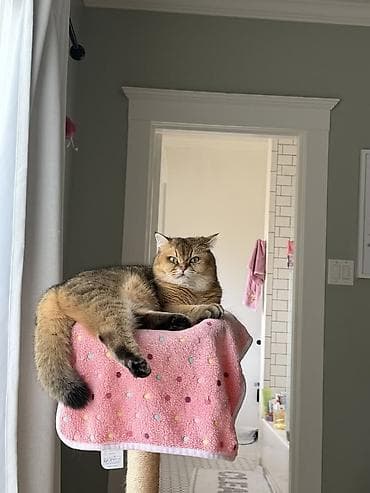 Qızıl şinşilla, Erkək, Yaxşı əllərə, Ödənişli çatdırılma lalafo.az -da Qızıl şinşilla, Erkək, Yaxşı əllərə, Ödənişli çatdırılma