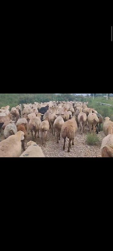Dişi, il: 1, 60 kq, Damazlıq, Ünvandan götürmə