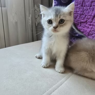 Şinşilla, Dişi, Yaxşı əllərə, Ödənişli çatdırılma, Ünvandan götürmə lalafo.az -da Şinşilla, Dişi, Yaxşı əllərə, Ödənişli çatdırılma, Ünvandan götürmə