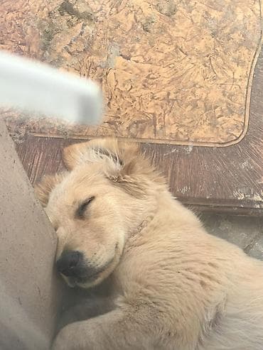 setteri it cinsi: Retriever, 5 ay, Erkek — 2