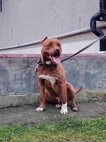bildircin satisi: Pitbul, 1 il, Erkek — 2